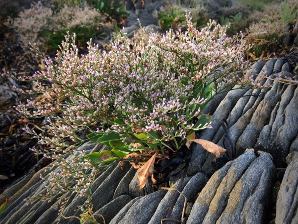 A flowering plant grows out of the rocks.