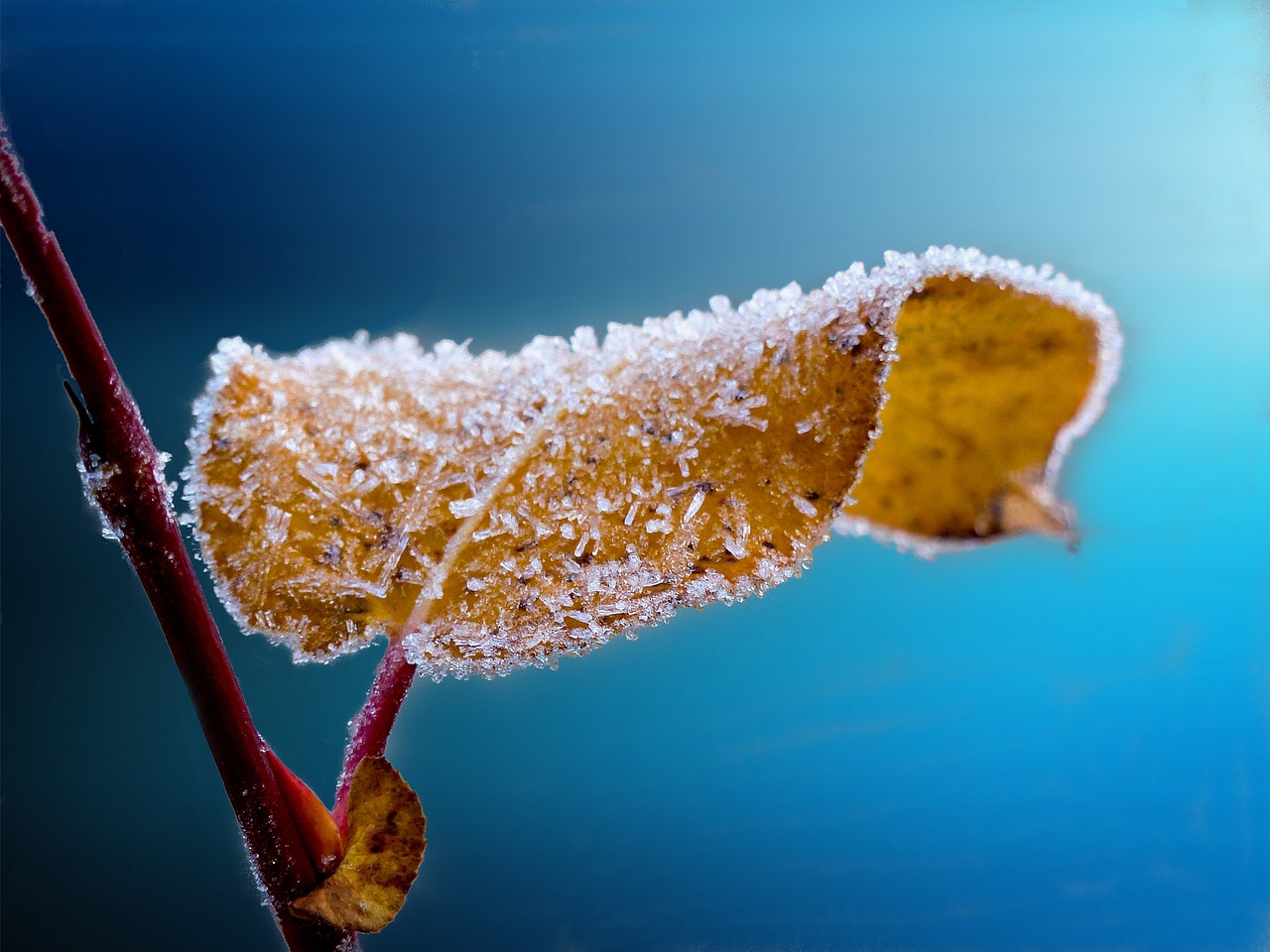 frosted, leaf, twig-204921.jpg